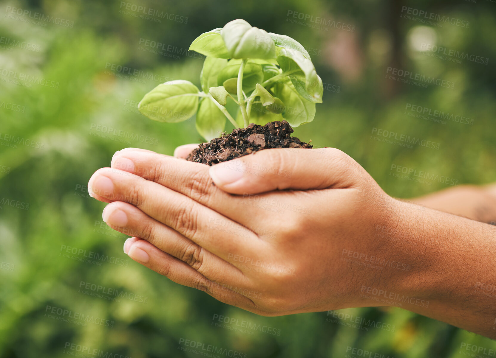 Buy stock photo Plant, growth and hands in support of sustainability, agriculture and start of gardening project on a blurred green background. Natural environment, farming and ecology for carbon footprint in nature