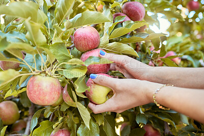 Closeup of one woman reaching to pick fresh red apples from trees on sustainable orchard farmland outside on sunny day. Hands of farmer harvesting juicy nutritious organic fruit in season to eat
