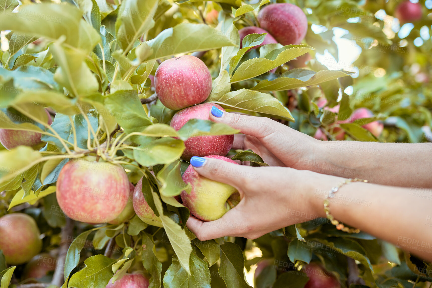 Buy stock photo Closeup of a woman picking apples from a tree in a sustainable orchard or farm. Farmer harvesting ripe, fresh and nutritious fruit in a thriving grove. Organic produce ready to be picked and enjoyed