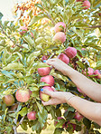 Closeup of one woman reaching to pick fresh red apples from trees on sustainable orchard farmland outside on sunny day. Hands of farmer harvesting juicy nutritious organic fruit in season to eat