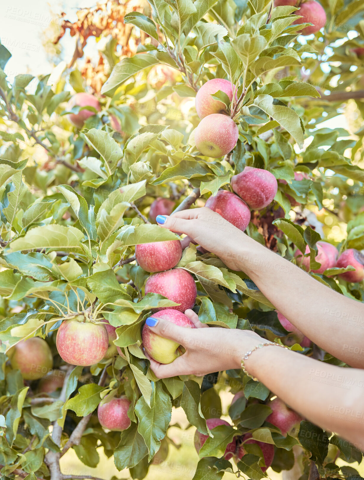 Buy stock photo Closeup of one woman reaching to pick fresh red apples from trees on sustainable orchard farmland outside on sunny day. Hands of farmer harvesting juicy nutritious organic fruit in season to eat