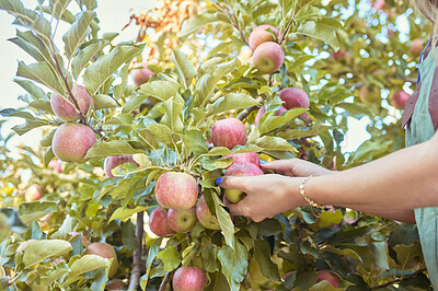 Closeup of unknown farmer harvesting fresh apples on farm. Happy young woman picking and harvesting ripe fruit on her sustainable orchard. Surrounded by green plants, trees, growth and agriculture