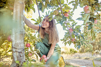 Buy stock photo Young cheerful woman picking apples from a tree. Happy female grabbing fruits in an orchard during harvest season. Fresh red apples growing on a farmland. Farmer harvesting fruit from trees on a farm
