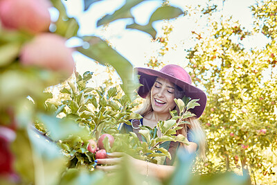 Buy stock photo Young joyful woman picking apples from a tree. Cheerful female grabbing fruits in an orchard during harvest season Fresh red apples growing on a farmland. Farmer harvesting fruit from trees on a farm