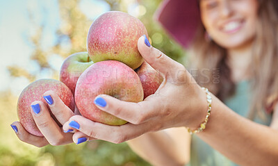 Closeup of a woman holding fresh red apples in her hands on an orchard farmland outside on sunny day in summer. Hands of farmer holding nutritious organic fruit in season to eat and sell