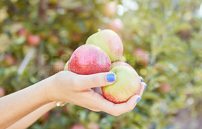 Closeup of one unknown woman holding freshly picked apples from farm outside on the weekend. Farmer showing ripe apples for harvest. Healthy seasonal and organic grown fruit for nutrition and vitamins