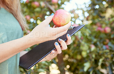 Buy stock photo Closeup of female farm worker holding an apple and a notepad on a fruit farm during harvest season. Caucasian female farmer between apple trees on a sunny day. 