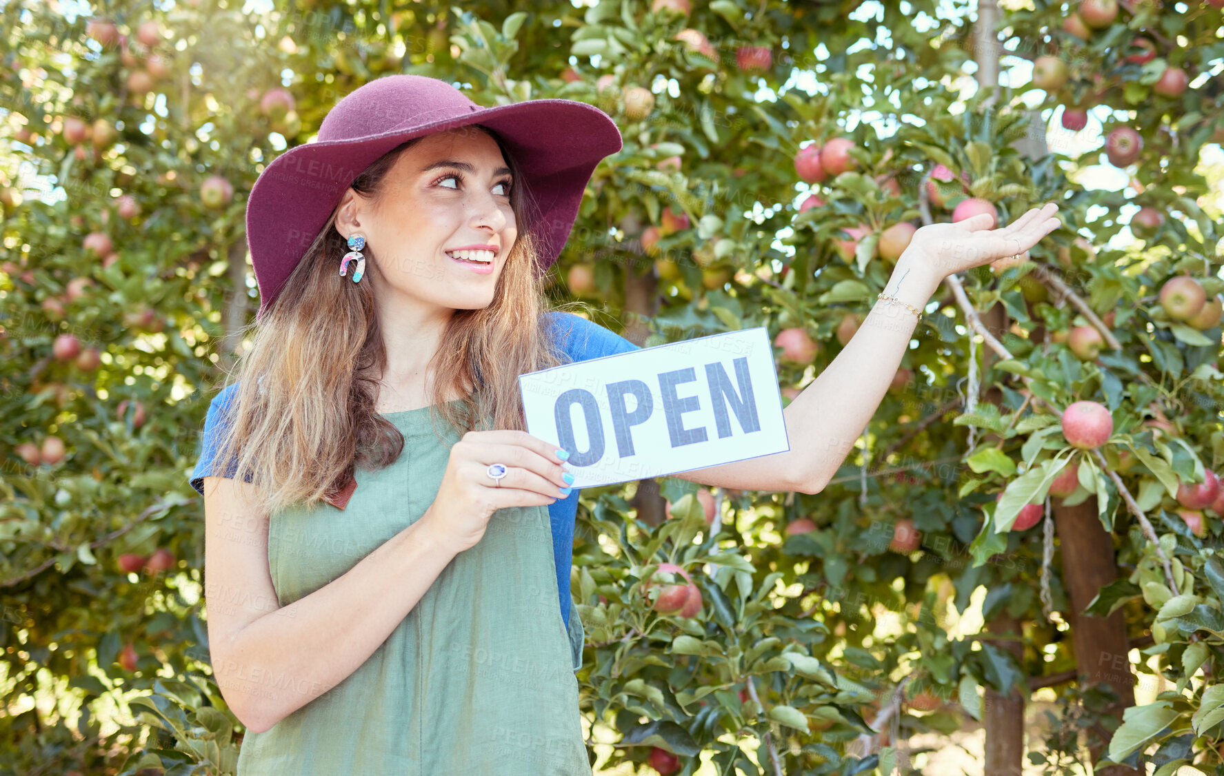 Buy stock photo One happy woman holding open sign to advertise apple picking season on sustainable orchard farm outside on a sunny day. Cheerful farmer pointing to trees for harvesting juicy nutritious organic fruit