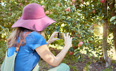 Buy stock photo Farmer and tourist capturing pictures of fruit for harvest. One woman taking photos on a phone for social media of fresh ripe apples growing on trees in a sustainable orchard outside from the back.