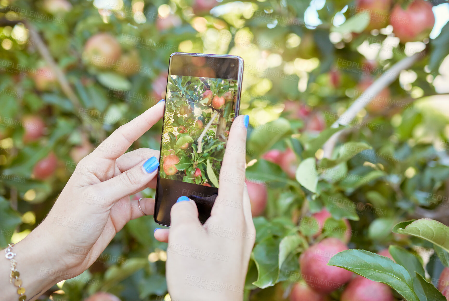 Buy stock photo Woman sharing picture of fresh fruit and produce on social media. Harvest agriculture on remote sustainable orchard. Closeup of unknown apple farmer using cellphone to photograph apple trees on farm.