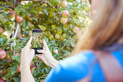 Closeup of device screen zoomed on apples growing on fruit tree. Female farmer taking picture of ripe pink apple on fruit orchard using smartphone. Fresh fruit produce growing in a field on farmland