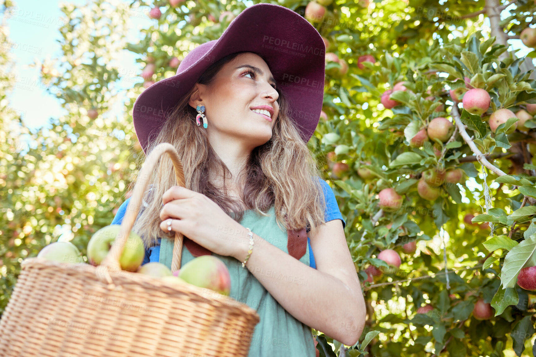 Buy stock photo Cheerful farmer harvesting juicy nutritious organic fruit in season to eat. A happy woman from below holding basket of freshly picked apples from tree on sustainable orchard farm outside on sunny day
