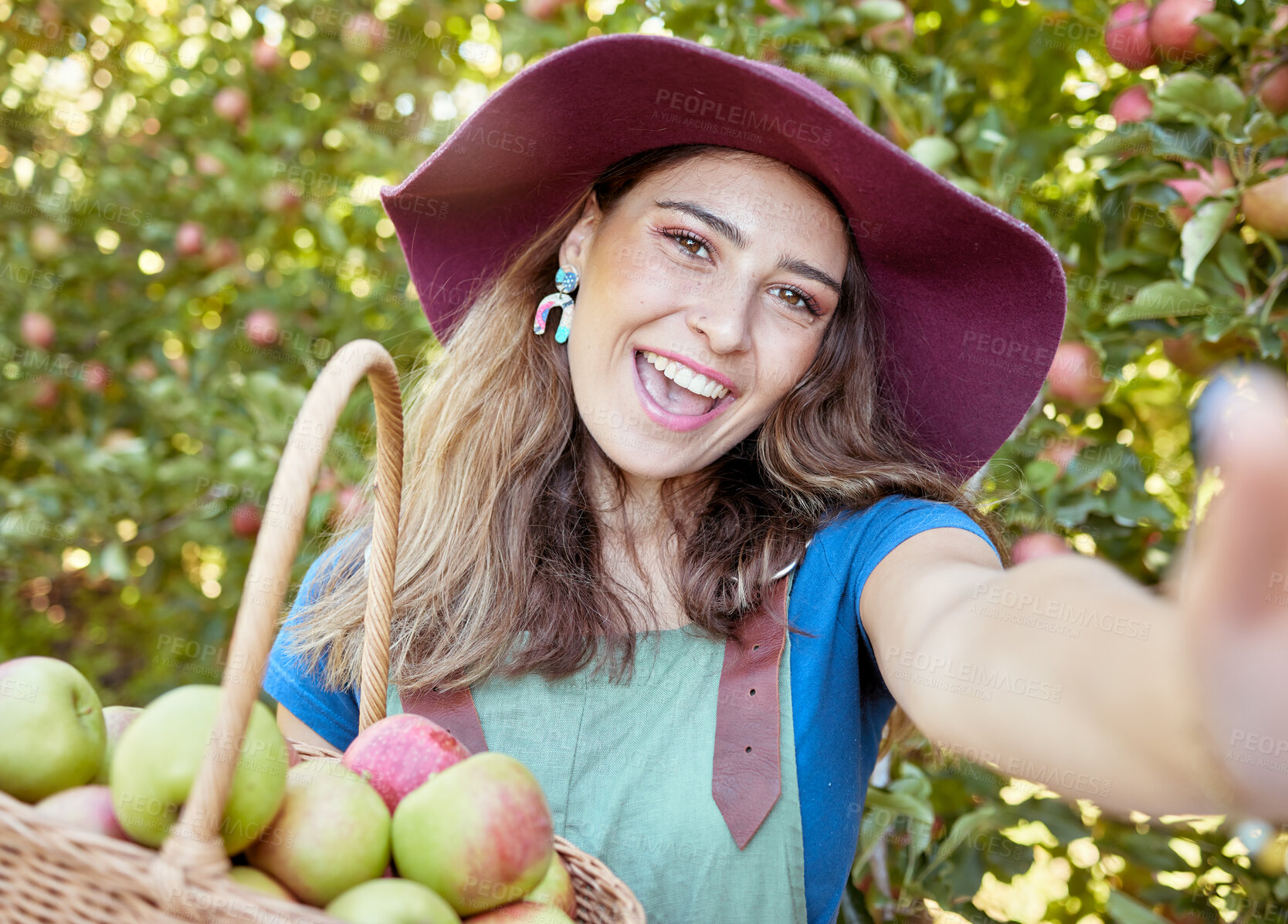Buy stock photo Portrait of one happy woman taking selfies while holding basket of fresh picked apples on sustainable orchard farm outside on sunny day. Cheerful farmer harvesting juicy organic seasonal fruit to eat