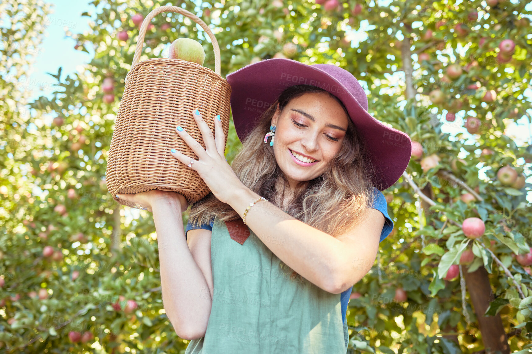 Buy stock photo Young smiling woman carrying a bucket filled with apples. One female holding a bag full of organic fruit in an orchard during harvest season outside. Farmer harvesting fruits from trees on a farm