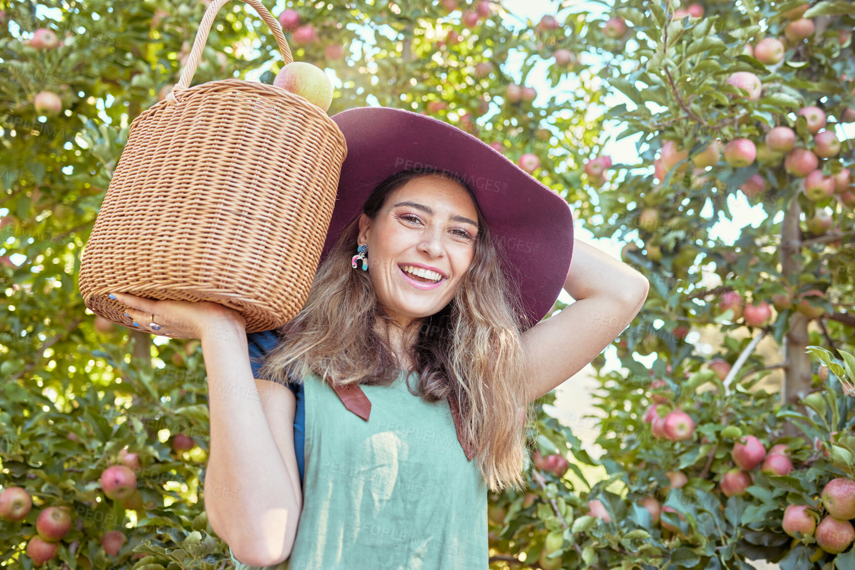 Buy stock photo Portrait of a happy farmer holding a basket of freshly picked apples in an orchard outside on a sunny day. Cheerful woman harvesting and gathering juicy, nutritious and organic fruit in summer season