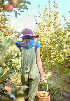 One woman from the back holding basket of freshly picked apples from trees on sustainable orchard farm outside on sunny day. Cheerful farmer harvesting juicy nutritious organic fruit in season to eat