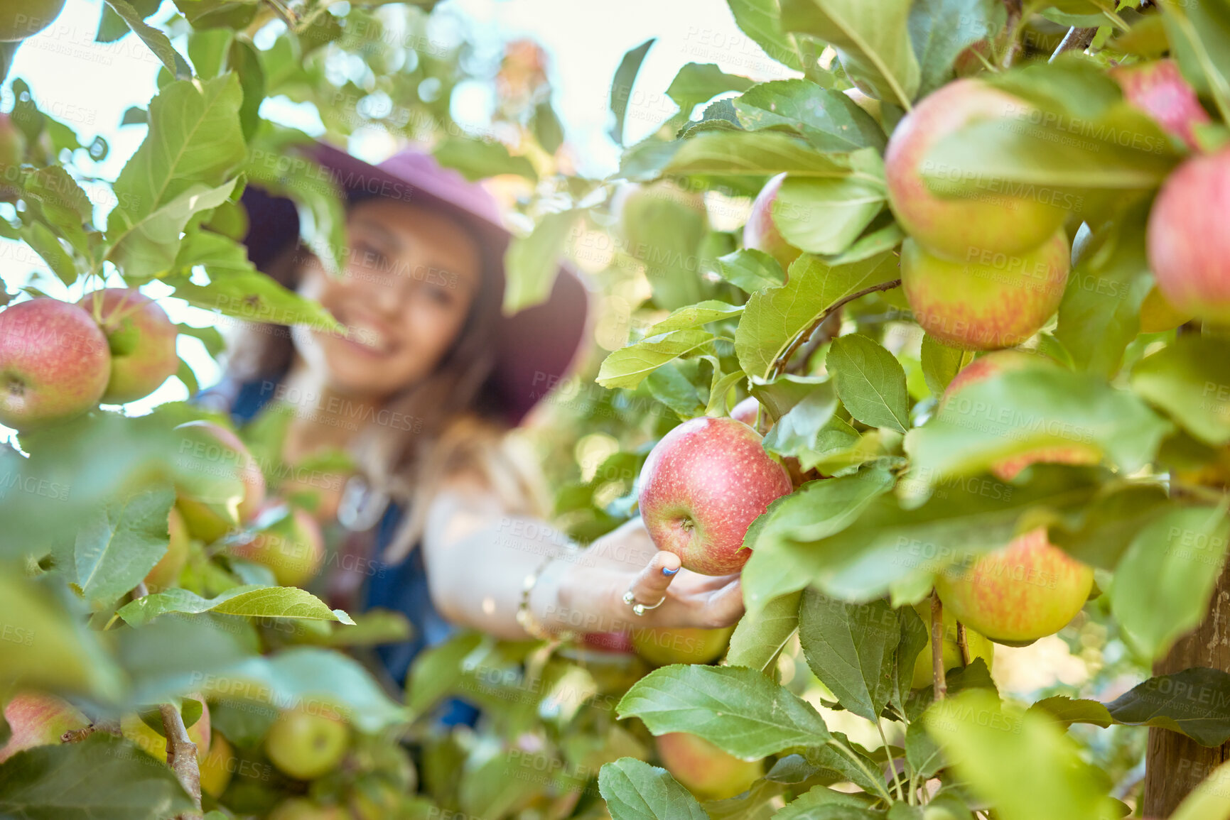 Buy stock photo Young woman picking apples from a tree. Cheerful female grabbing fruits in an orchard during harvest season. Fresh red apples growing on an organic farm. Farmer harvesting fruit from trees outdoors