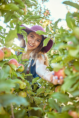 Buy stock photo Portrait of one happy woman reaching to pick fresh red apple from trees on sustainable orchard farmland outside on sunny day. Cheerful farmer harvesting juicy organic fruit in season to eat