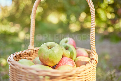 Buy stock photo Fresh apples in a basket harvested from an orchard on a sunny day outdoors. Juice, nutritious and delicious fruit picked when ripe to enjoy on a picnic. Organic produce growing seasonally on a farm