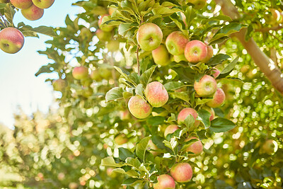 Buy stock photo Fresh red apples growing in season on trees for harvest on field of sustainable orchard farmland outside on sunny day. Juicy nutritious ripe organic fruit to eat growing in scenic green landscape 
