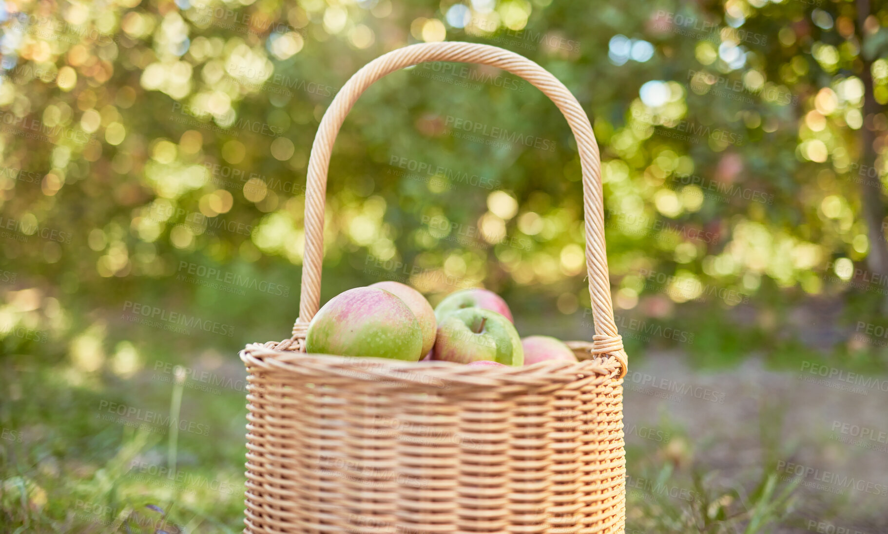 Buy stock photo Closeup apples in a basket on a farm. Fresh agricultural produce ready for harvest time after growing in season. Ripe and ready for eating. Fruit is a healthy vegan snack for dieting