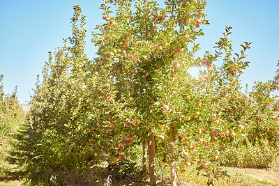 Fresh red apples growing in season on trees for harvest on field of sustainable orchard farmland outside on sunny day. Juicy nutritious ripe organic fruit to eat growing in scenic green landscape