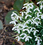 Galanthus woronowii growing in their natural habitat in a dense forest. White woronow's snowdrop in the woods during summer or spring. Plant species thriving in a lush ecosystem outside in nature