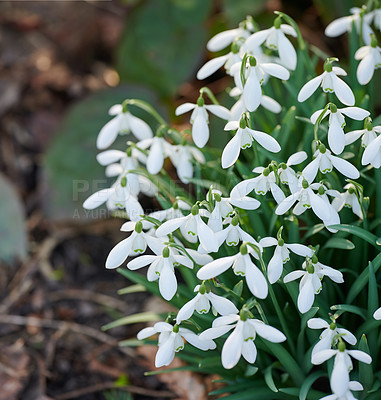 Buy stock photo Galanthus woronowii growing in their natural habitat in a dense forest. White woronow's snowdrop in the woods during summer or spring. Plant species thriving in a lush ecosystem outside in nature