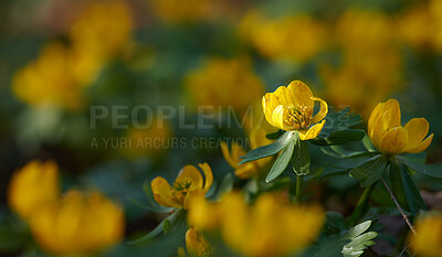 Buy stock photo Beautiful, colorful and pretty plant bush with yellow petals and green leaves growing outside in nature. Closeup of vibrant Eranthis hyemalis flower in an organic floral garden on a sunny spring day