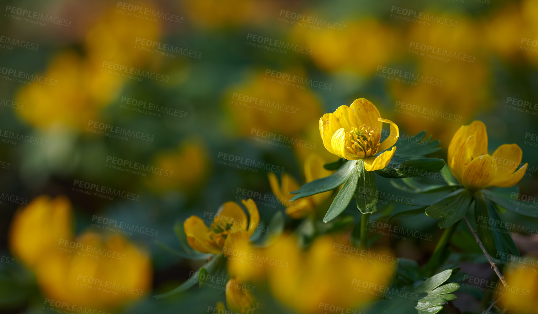 Buy stock photo Beautiful, colorful and pretty plant bush with yellow petals and green leaves growing outside in nature. Closeup of vibrant Eranthis hyemalis flower in an organic floral garden on a sunny spring day