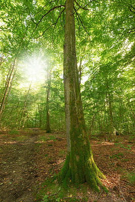 Buy stock photo Moss covering a beech tree in remote forest, environmental conservation and nature reserve. Woods with damp algae and fungal growth in serene, tranquil and mystical area with lush green canopy trees