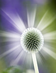 Globe Thistle flowers