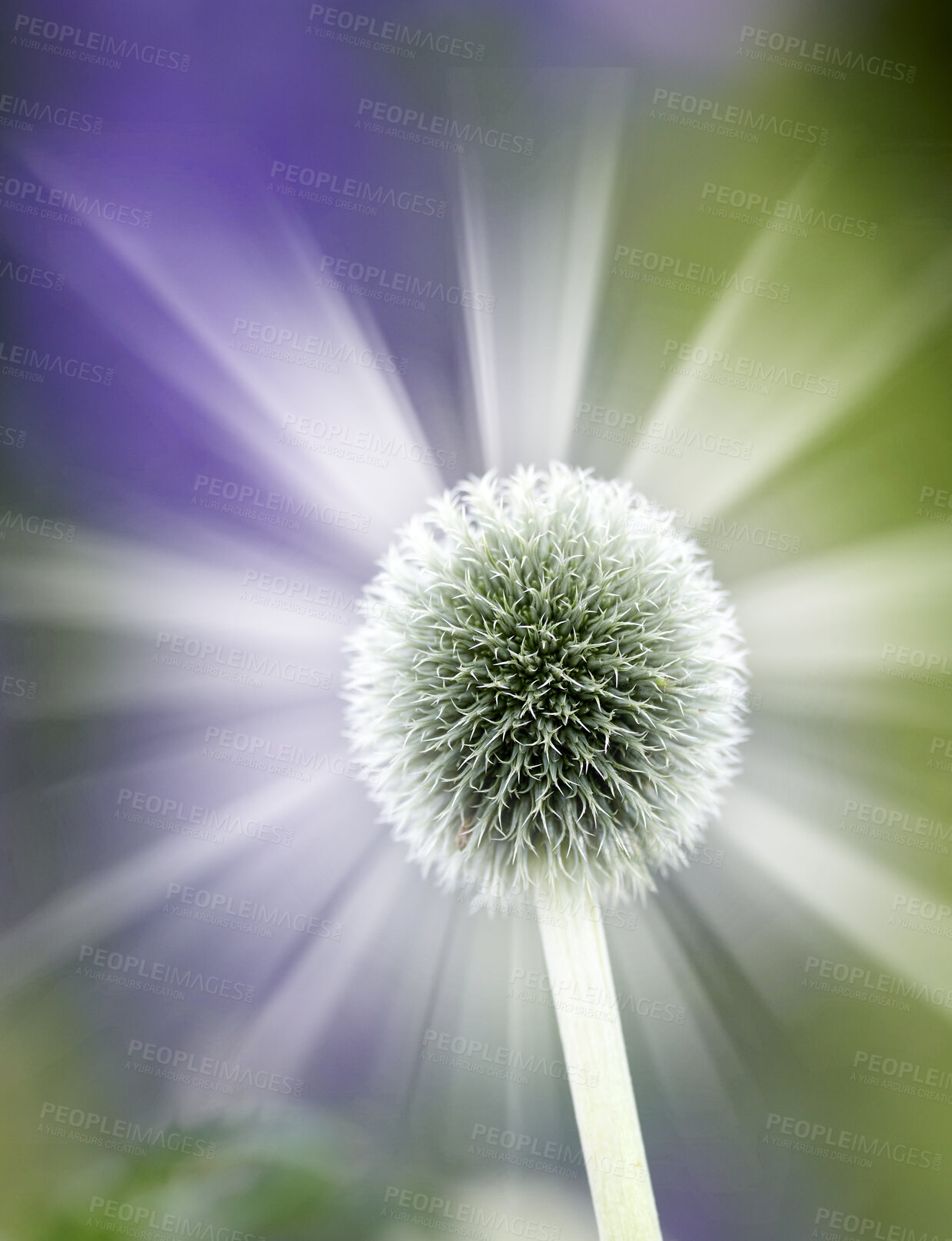 Buy stock photo Colorful, glowing and bright wild globe thistle or echinops exaltatus flower growing in a garden with blurred copy space background. Macro closeup of asteraceae species of plants blooming in nature