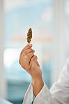Closeup of medical marijuana in hand of a doctor offering it to relax, calm anxiety and reduce pain. Scientist holding a bud of cannabis for pharmaceutical research and give to a patient as medicine.
