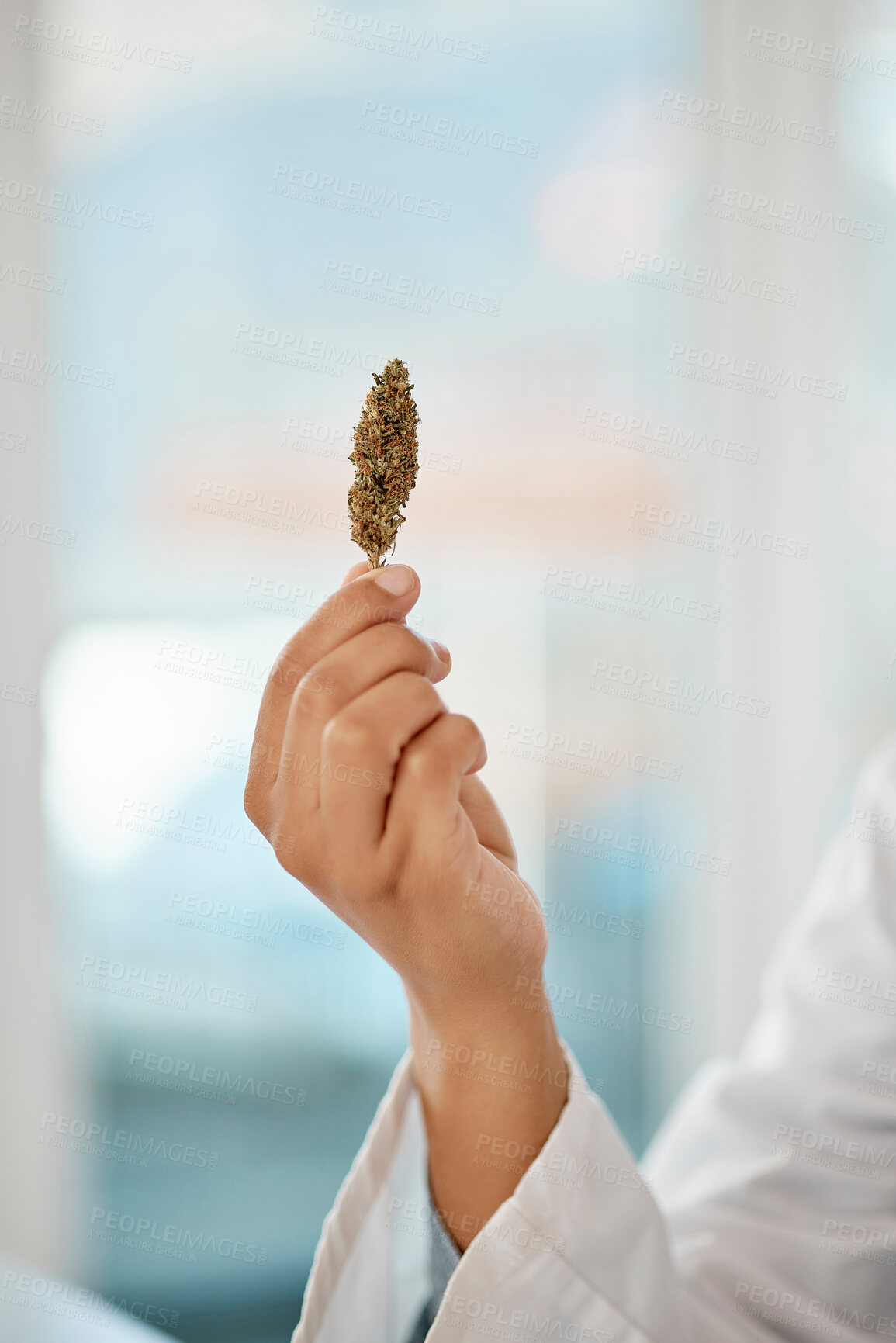 Buy stock photo Closeup of medical marijuana in hand of a doctor offering it to relax, calm anxiety and reduce pain. Scientist holding a bud of cannabis for pharmaceutical research and give to a patient as medicine.