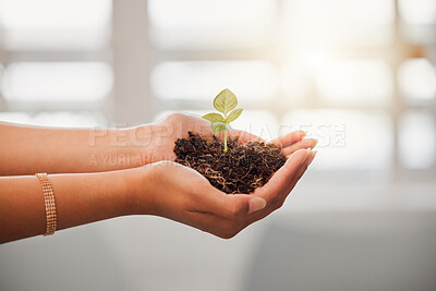 Buy stock photo Business person holding plant seed, soil growth in hands for sustainable development or environmental awareness in eco friendly, earth company. Growing and nurturing flower leaf out on dirt close up