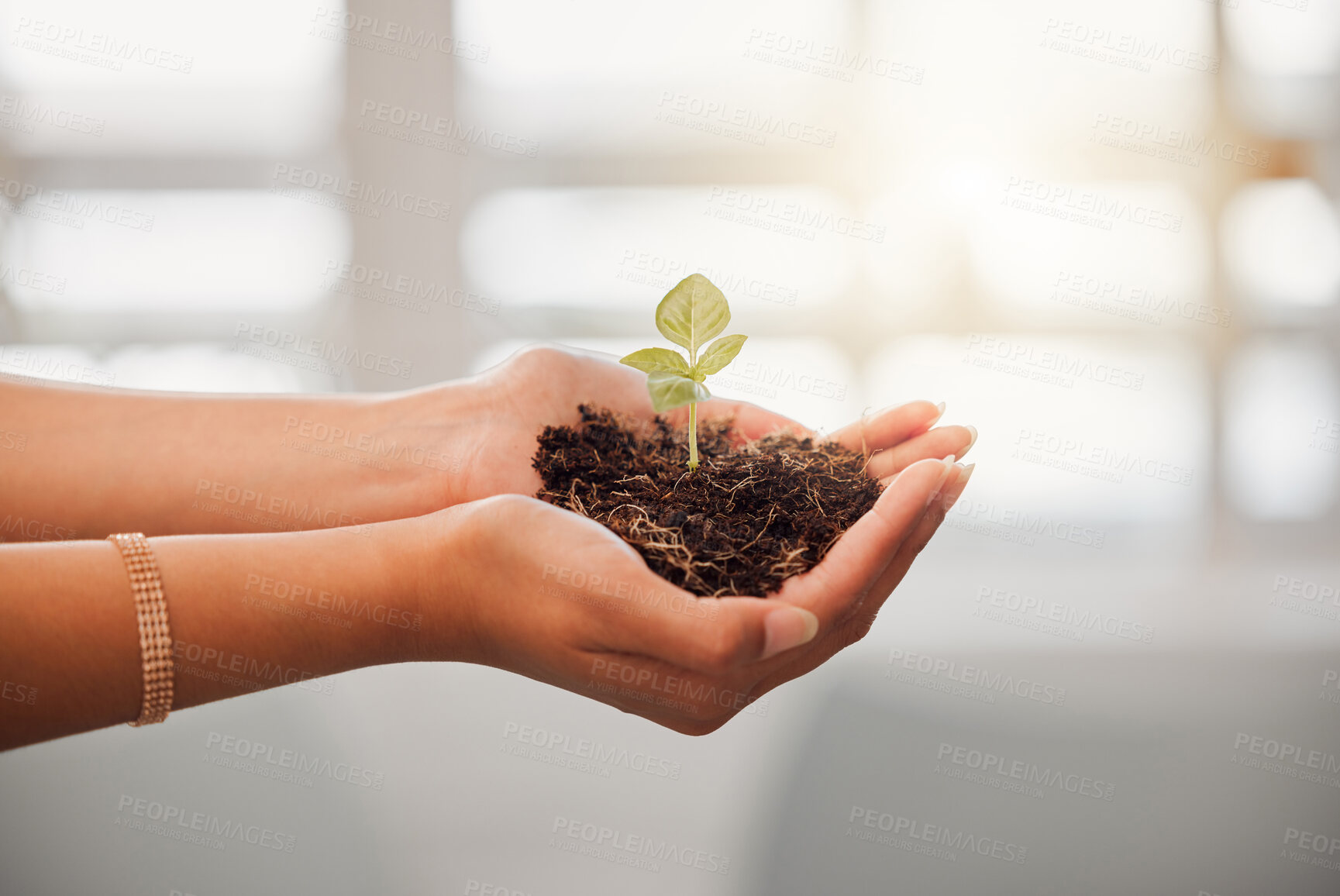 Buy stock photo Business person holding plant seed, soil growth in hands for sustainable development or environmental awareness in eco friendly, earth company. Growing and nurturing flower leaf out on dirt close up
