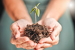 Business person holding seed plant, soil growth in hands for environmental awareness or sustainable development in eco friendly, green company. Organic small tree growth growing in hand for Earth Day