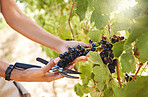 Hand, farmer and worker of hands working with grapes for wine at a vineyard farm in summer. Nature, health and fruit in agriculture growth of healthy plant food for winery, retail or store.