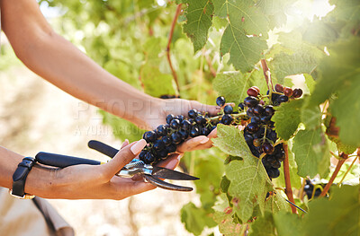 Buy stock photo Hand, farmer and harvest worker of hands working with grapes for wine at a vineyard farm in summer. Nature, health and fruit in agriculture growth of healthy plant food for a winery