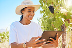 Vineyard, black grapes and farmer working on tablet, checking plant growth development in harvesting season. Happy female worker in farming or agriculture industry using a digital app or software