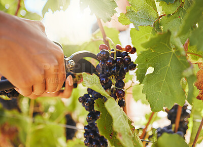 Buy stock photo Harvest, black grapes and vineyard farmer hands cutting or harvesting organic bunch of juicy fruit in sustainable agriculture industry or market. Worker plucking vine fruit from tree plant in summer