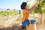 Vineyard farmer picking grape bunch from vine tree plant for new fruit growth during nature harvest season in countryside valley field. Entrepreneur in agriculture industry, preparing to make wine.