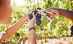 Grape farmers, harvest and agriculture vineyard workers cutting fruit on countryside farm, nature and garden field. Farming people, sustainability plants in food industry or alcohol production export