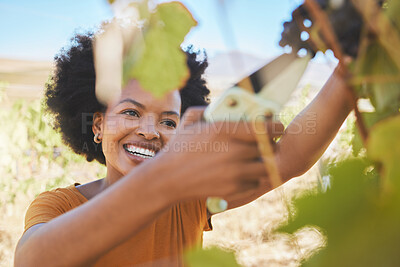 Buy stock photo Vineyard farmer cut wine grapes bunch from vine tree plant with scissors, new growth during countryside nature harvest. Startup business entrepreneur success in agriculture sustainability industry.