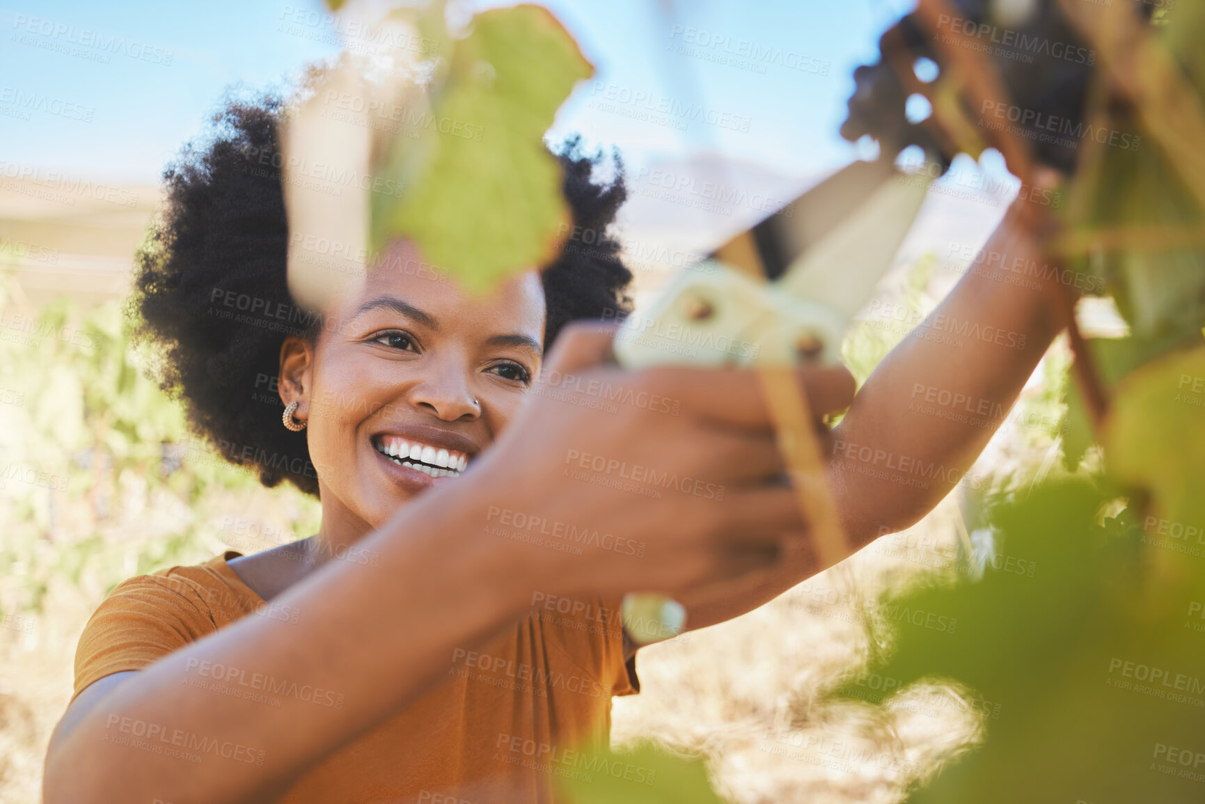 Buy stock photo Vineyard farmer cut wine grapes bunch from vine tree plant with scissors, new growth during countryside nature harvest. Startup business entrepreneur success in agriculture sustainability industry.