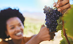 Cutting bunch of grapes in vineyard, fruit farm and organic estate with pruning shear for wine, alcohol and food industry. Closeup of farmer with fresh, juicy and sweet nature harvest for agriculture