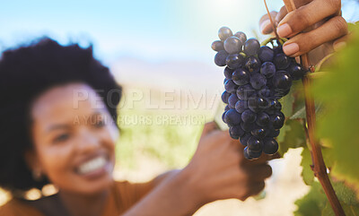 Buy stock photo Farmer cutting bunch of grapes in vineyard, fruit farm and organic estate with pruning shear for wine, alcohol and food industry. Closeup of fresh, juicy and sweet nature harvest for agriculture