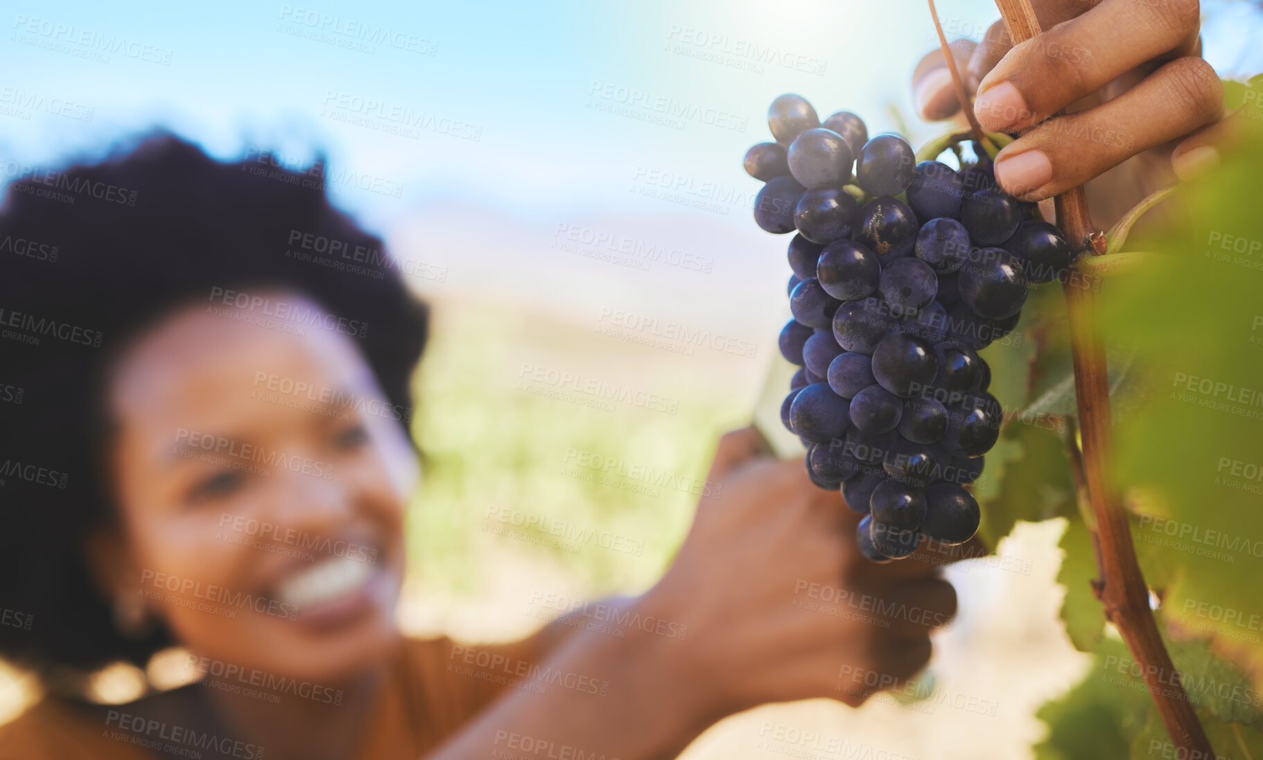 Buy stock photo Farmer cutting bunch of grapes in vineyard, fruit farm and organic estate with pruning shear for wine, alcohol and food industry. Closeup of fresh, juicy and sweet nature harvest for agriculture