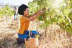 Vineyard worker with grape shears pruning and cutting crops on sustainability farm, fruit field and orchard for agriculture, wine and alcohol production. Woman with organic harvest growing in nature
